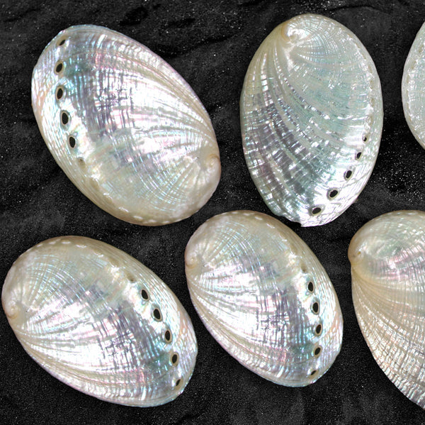 Pearly White Abalone Shells - Pack of 50